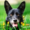 MOBBY sucht liebevolle Menschen