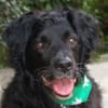 WILLIAM - Senior sucht ruhiges Zuhause