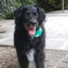 WILLIAM - Senior sucht ruhiges Zuhause