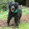 WILLIAM - Senior sucht ruhiges Zuhause