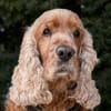 BENNY BUB - bildhübscher Cocker-Senior