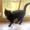 Stella sucht tolles Zuhause