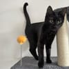 Stella sucht tolles Zuhause