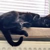 Stella sucht tolles Zuhause