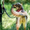 Junghündin Roxy - in Bayern (86576)