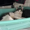 Geben Sie kleinem Sole ein Zuhause?