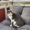 Geben Sie kleinem Sole ein Zuhause?