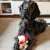 Jimmy - ist ein netter Junghund