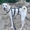 Coco, verschmust, freundlich, aktiv
