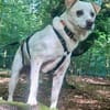 Coco, verschmust, freundlich, aktiv
