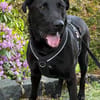 NICKI sucht Menschen mit Hundeverstand