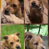 Alfie, offen, neugierig, sozial