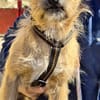 Alfie, offen, neugierig, sozial