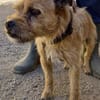 Alfie, offen, neugierig, sozial