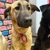 Bambu sucht ein Zuhause / Pflegestelle