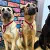 Bambu sucht ein Zuhause / Pflegestelle