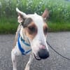 Snoopy, freundlich, aktiv, offen