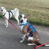 Snoopy, freundlich, aktiv, offen