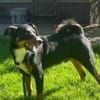 Amadeus ein kleinerer  Appenzeller