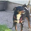 Amadeus ein kleinerer  Appenzeller