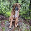 Eddie sucht aktive Menschen!NOTFALL