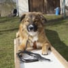 Eddie sucht aktive Menschen!NOTFALL