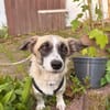 Mirabelle, geb 06/25, 95168 Marktleuthen