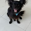 Verschmuster Paco