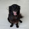 Verschmuster Paco