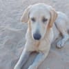 Buba sucht engen Familienanschluss
