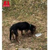 Carmelino sucht sein Körbchen
