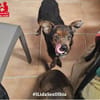 Carmelino sucht sein Körbchen