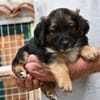 Möchten Sie Pino adoptieren?