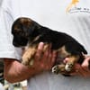 Möchten Sie Pino adoptieren?