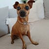 Roxy la coquine