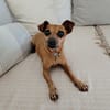 Roxy la coquine