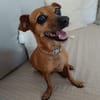 Roxy la coquine