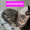 MONONOKE PETITE DE ISKA À ADOPTER EN DUO AVEC CHIHIRO/ARRIETY/KANTO