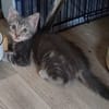 MONONOKE PETITE DE ISKA À ADOPTER EN DUO AVEC CHIHIRO/ARRIETY/KANTO