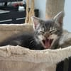 MONONOKE PETITE DE ISKA À ADOPTER EN DUO AVEC CHIHIRO/ARRIETY/KANTO