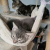 MONONOKE PETITE DE ISKA À ADOPTER EN DUO AVEC CHIHIRO/ARRIETY/KANTO