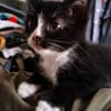 CHIHIRO PETITE DE ISKA À ADOPTER EN DUO AVEC MONONOKE/ARRIETY/KANTO OU SEUL SI DÉJÀ UN CHAT PRÉSENT CHEZ VOUS