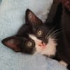 CHIHIRO PETITE DE ISKA À ADOPTER EN DUO AVEC MONONOKE/ARRIETY/KANTO OU SEUL SI DÉJÀ UN CHAT PRÉSENT CHEZ VOUS