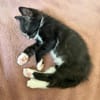CHIHIRO PETITE DE ISKA À ADOPTER EN DUO AVEC MONONOKE/ARRIETY/KANTO OU SEUL SI DÉJÀ UN CHAT PRÉSENT CHEZ VOUS