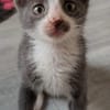 ARRIETY PETITE DE ISKA À ADOPTER EN DUO AVEC MONONOKE/CHIHIRO/KANTO OU SEUL SI DÉJÀ UN CHAT PRÉSENT CHEZ VOUS