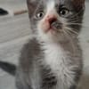 ARRIETY PETITE DE ISKA À ADOPTER EN DUO AVEC MONONOKE/CHIHIRO/KANTO OU SEUL SI DÉJÀ UN CHAT PRÉSENT CHEZ VOUS