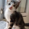 KANTO PETIT DE ISKA À ADOPER EN DUO AVEC SES SŒURS OU SEUL SI DÉJÀ UN CHAT PRÉSENT CHEZ VOUS