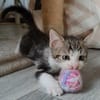 KANTO PETIT DE ISKA À ADOPER EN DUO AVEC SES SŒURS OU SEUL SI DÉJÀ UN CHAT PRÉSENT CHEZ VOUS