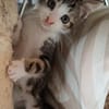 KANTO PETIT DE ISKA À ADOPER EN DUO AVEC SES SŒURS OU SEUL SI DÉJÀ UN CHAT PRÉSENT CHEZ VOUS