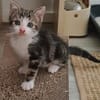 KANTO PETIT DE ISKA À ADOPER EN DUO AVEC SES SŒURS OU SEUL SI DÉJÀ UN CHAT PRÉSENT CHEZ VOUS